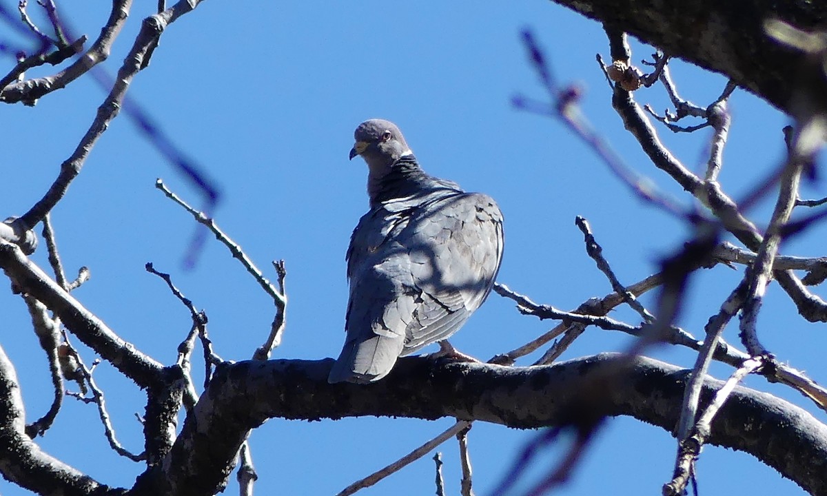 Band-tailed Pigeon - ML429006531