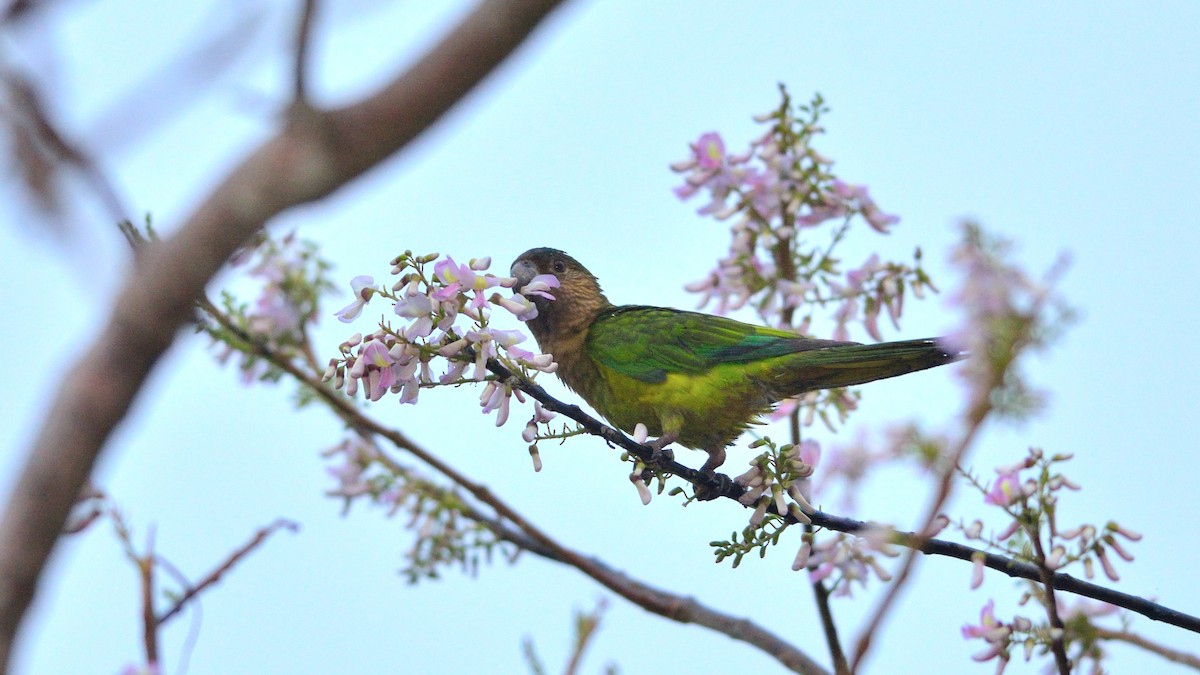 Brown-throated Parakeet - ML42900671