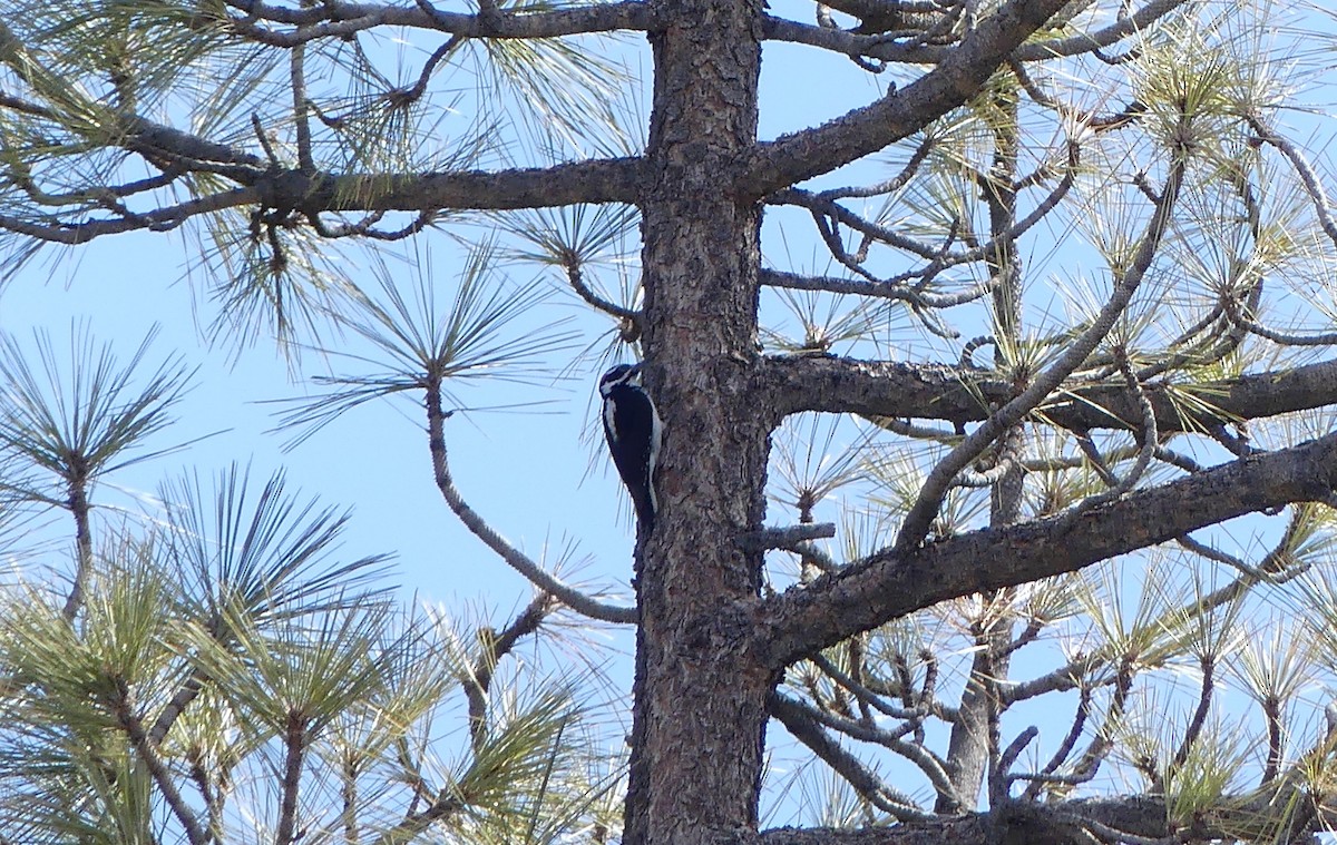 Hairy Woodpecker - ML429006751