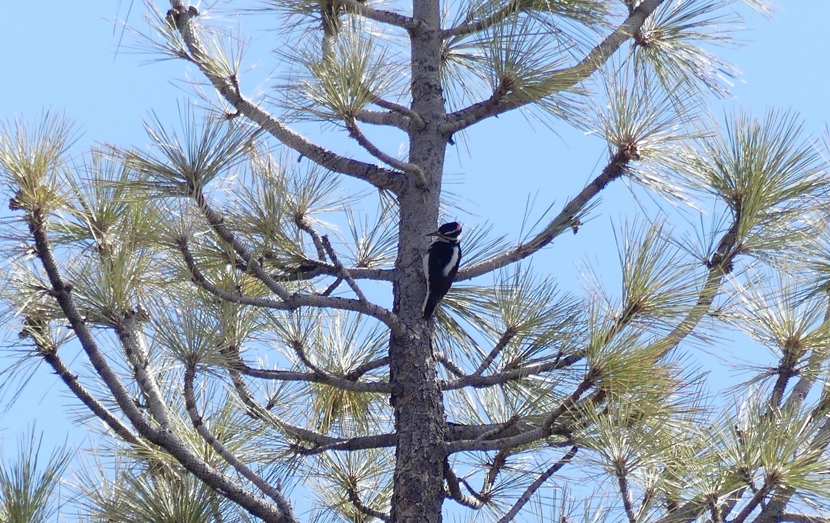 Hairy Woodpecker - Marcie Mason