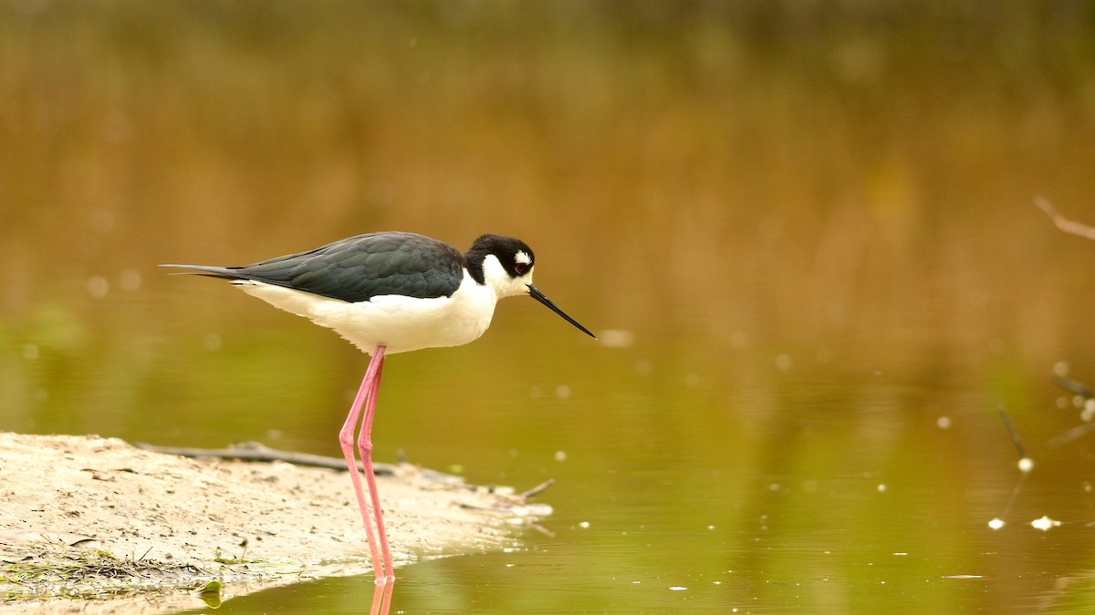 Black-necked Stilt - ML42900691