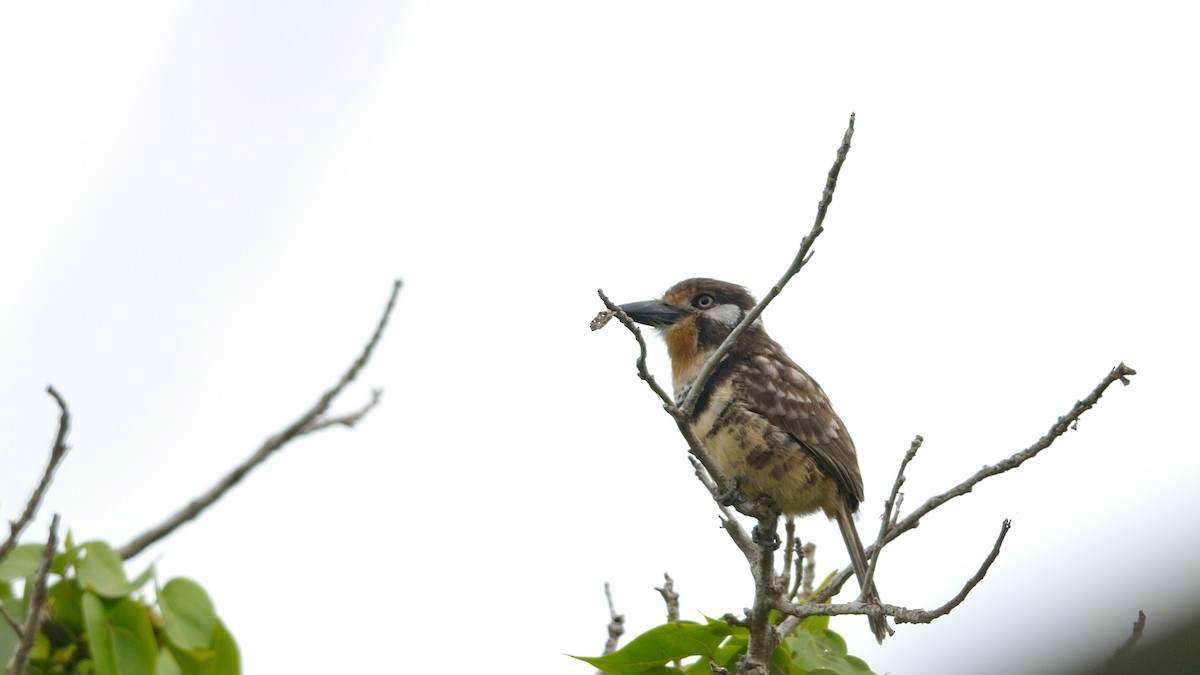 Russet-throated Puffbird - ML42900711