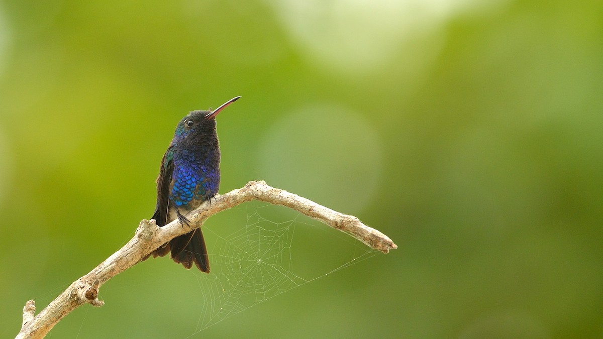 Sapphire-bellied Hummingbird - Neil Diaz