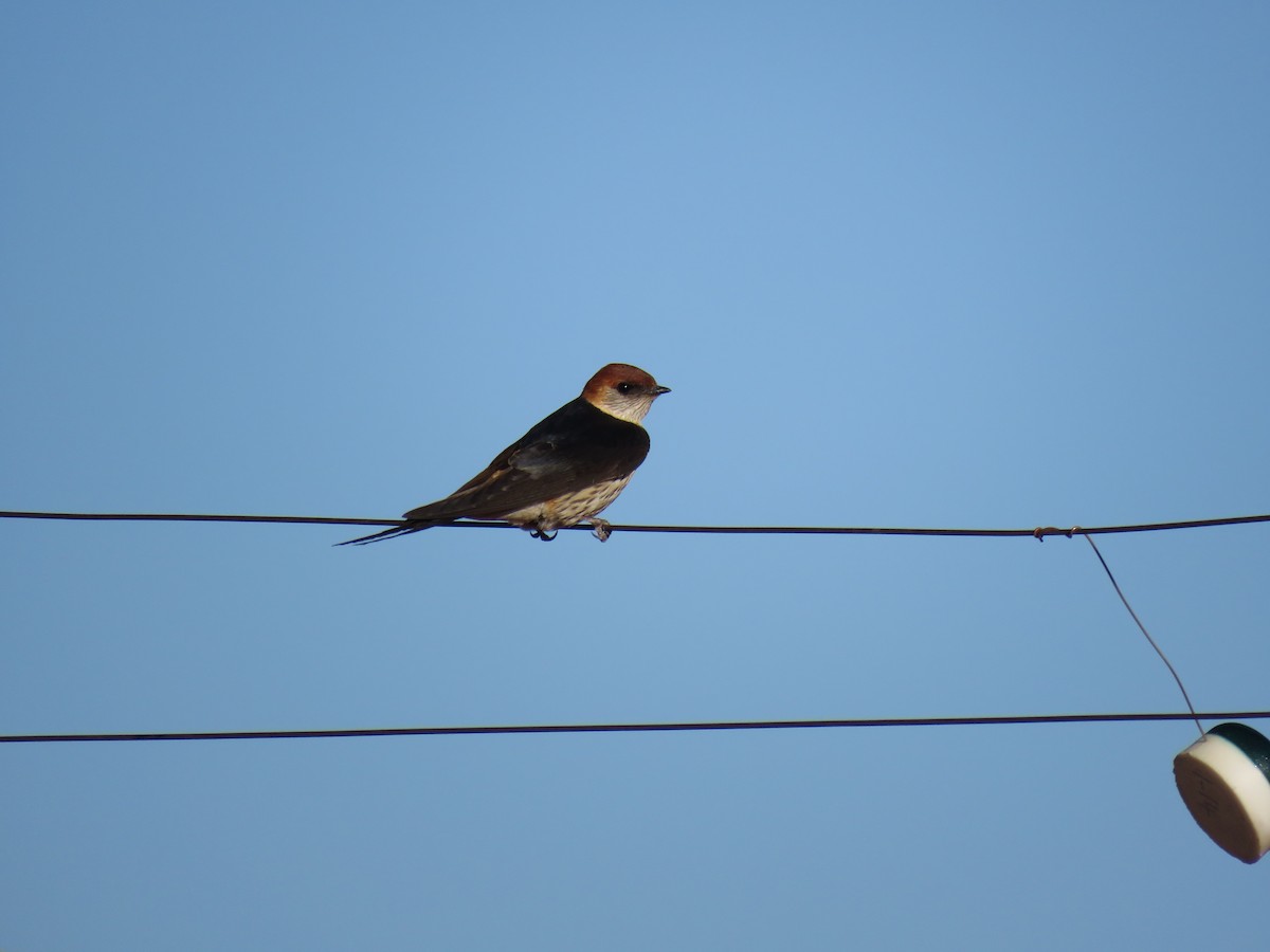 Greater Striped Swallow - ML42900831
