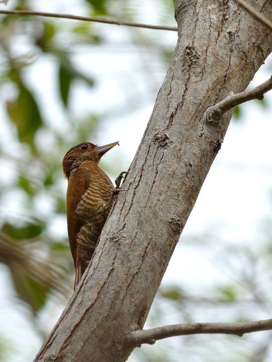 Red-rumped Woodpecker - ML42900861