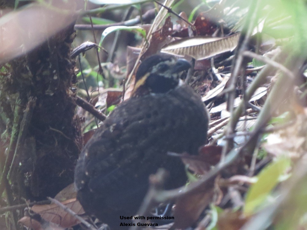 Tacarcuna Wood-Quail - Euclides "Kilo" Campos