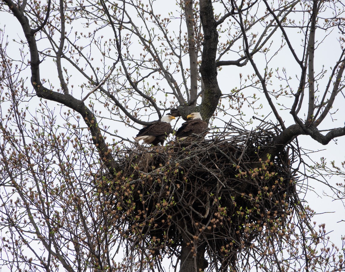 Bald Eagle - Kim Tomko