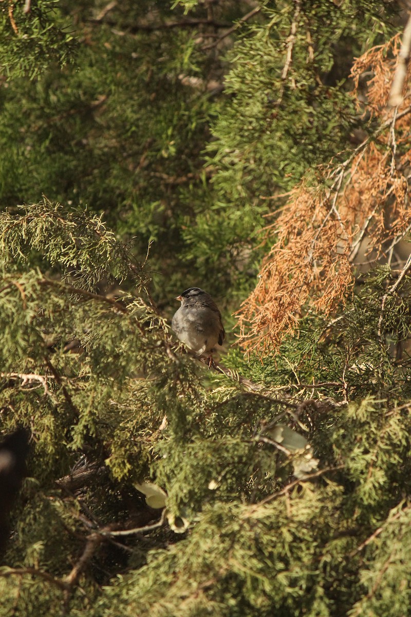 White-crowned Sparrow - ML429012821