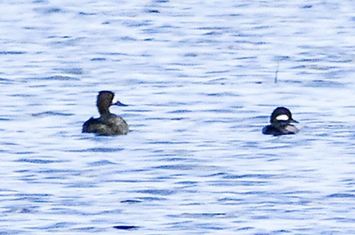 Greater Scaup - Karen  Hamblett