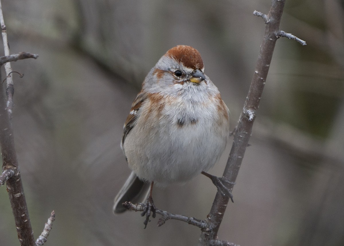 American Tree Sparrow - Ben Nieman