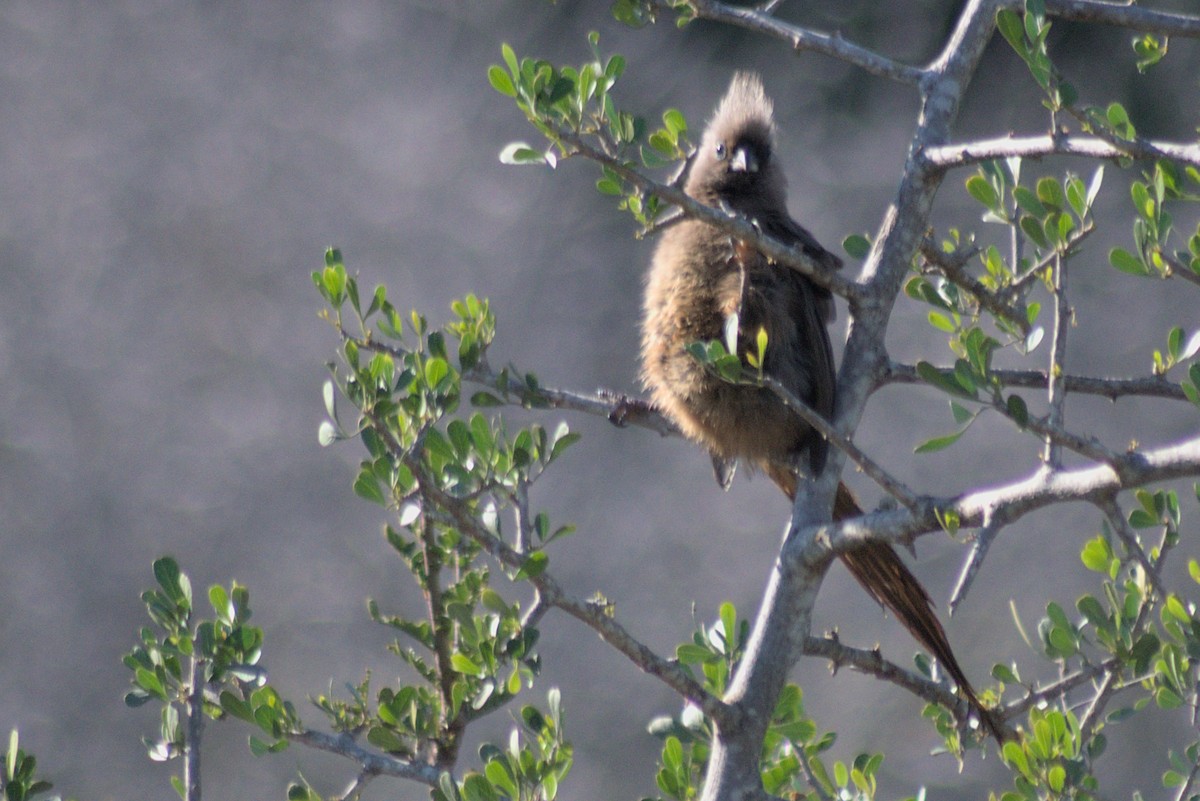Speckled Mousebird - Mike Marin