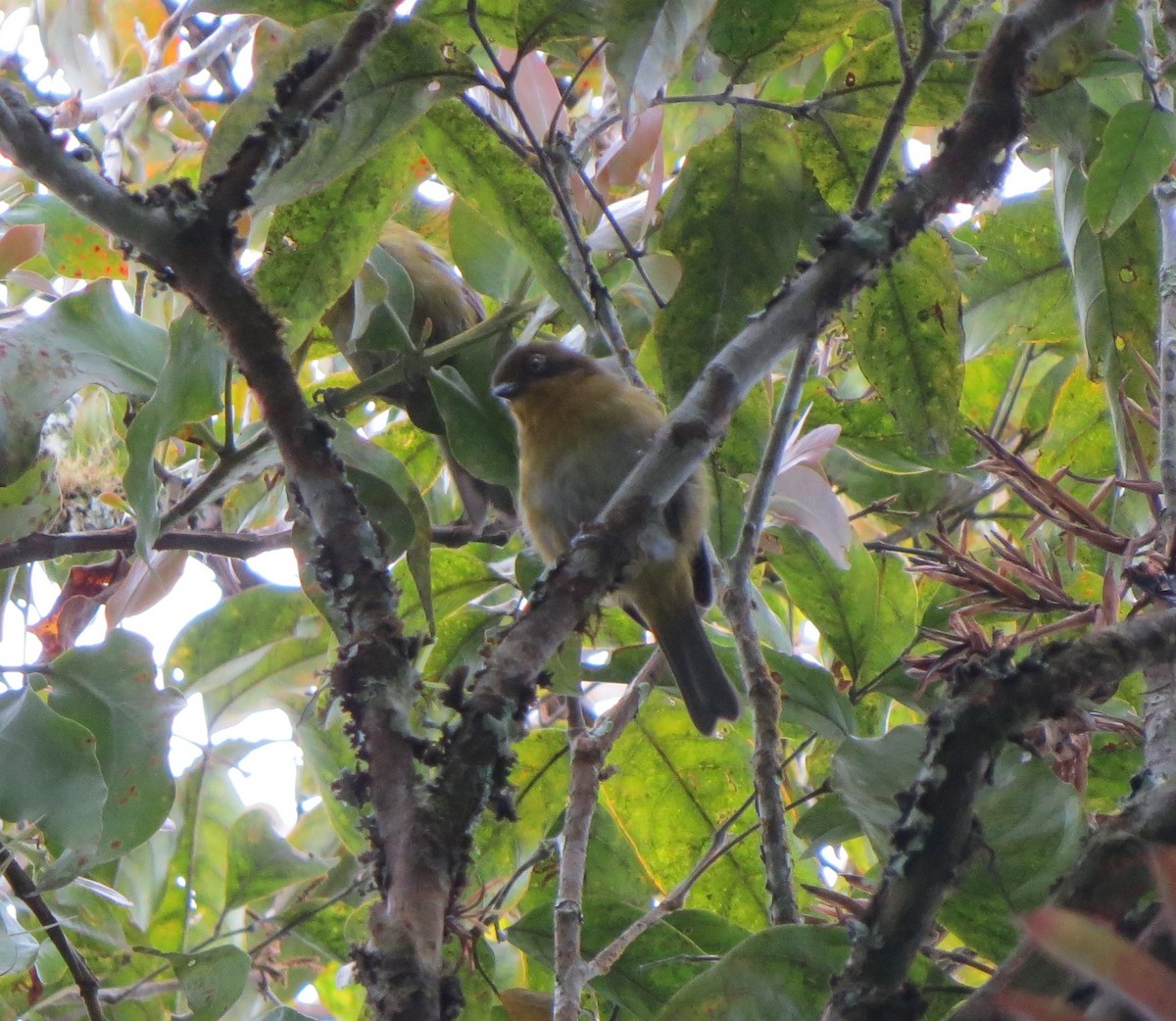 Tacarcuna Chlorospingus - Euclides "Kilo" Campos