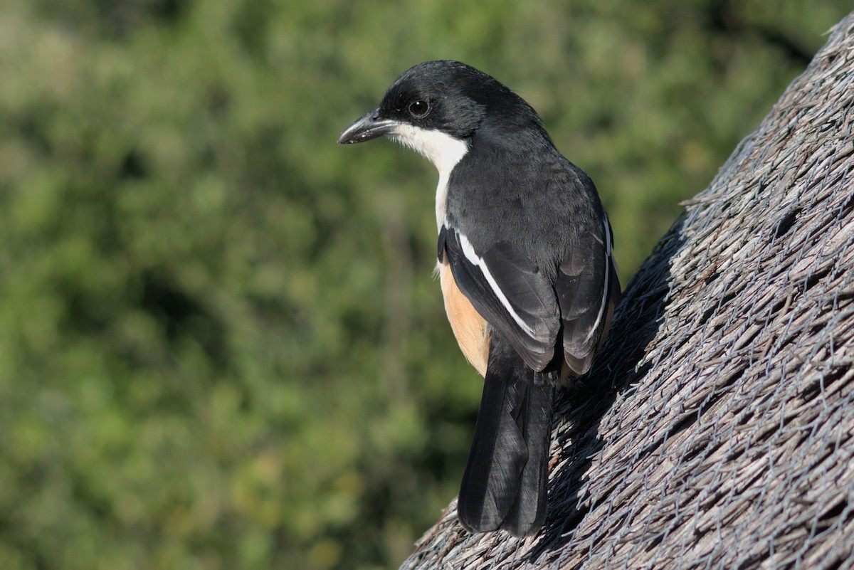 Southern Boubou - Mike Marin