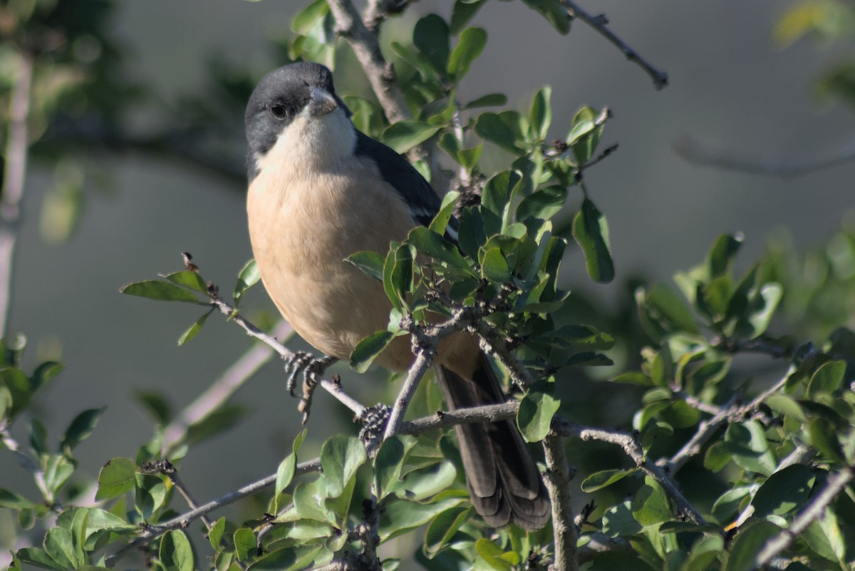 Southern Boubou - ML429016321