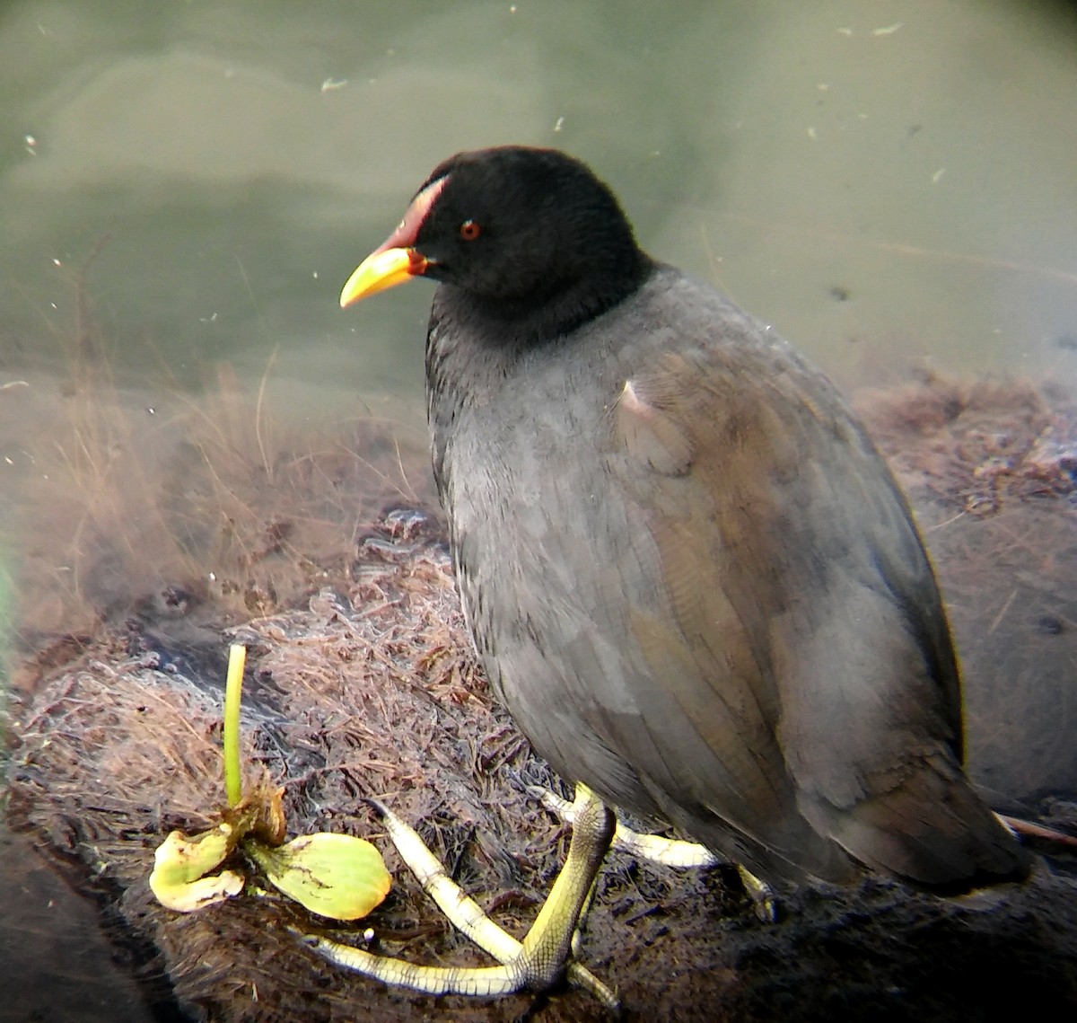 Red-fronted Coot - ML429017121