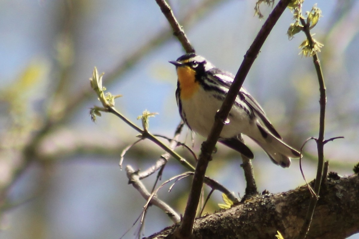 Yellow-throated Warbler - Kevin Markham