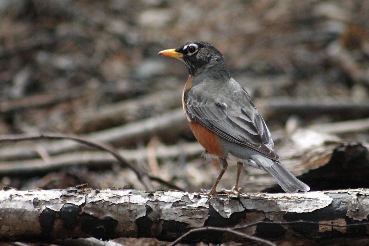 American Robin - Kevin Markham