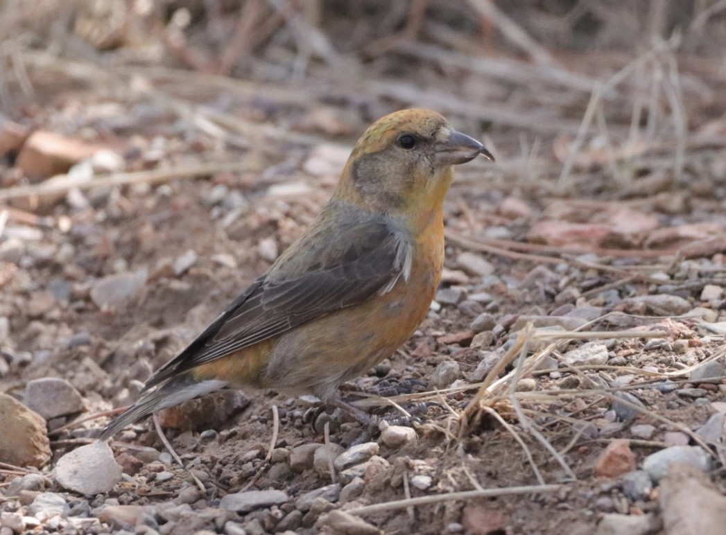 Red Crossbill - ML429019351