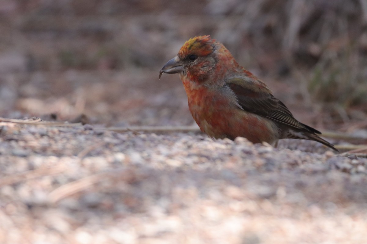 Red Crossbill - ML429019361