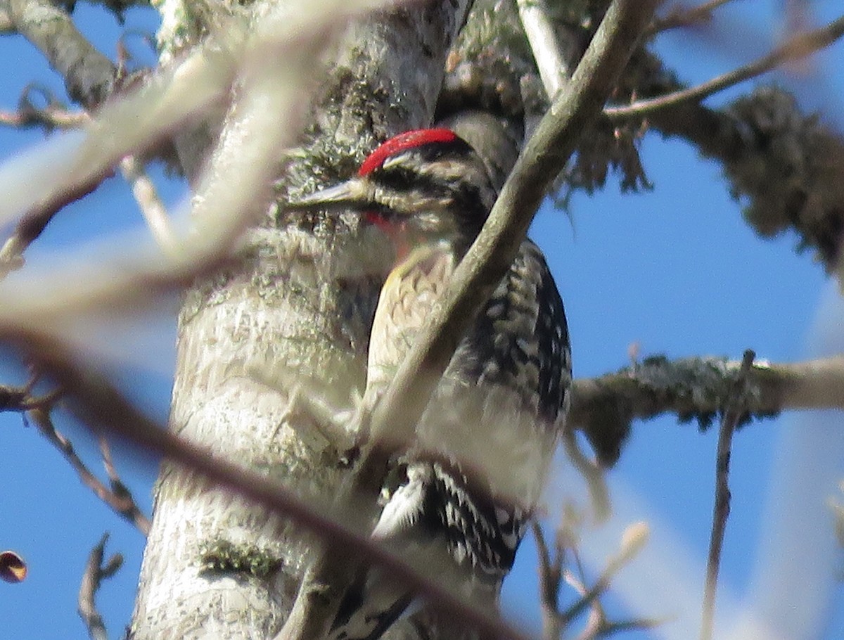 Yellow-bellied Sapsucker - ML429020631