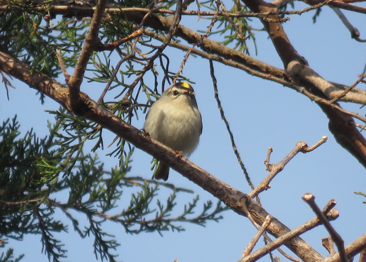 Golden-crowned Kinglet - ML429020701