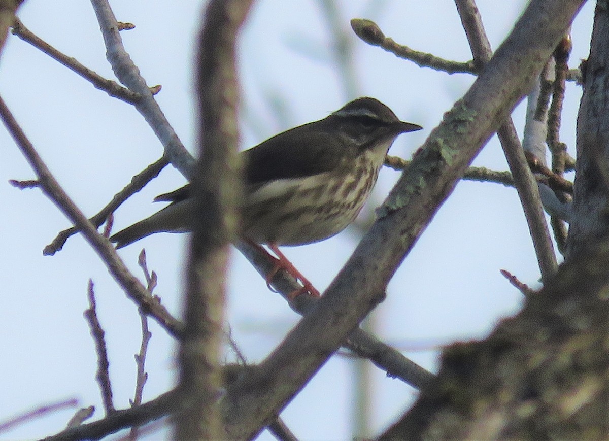 Louisiana Waterthrush - ML429020771