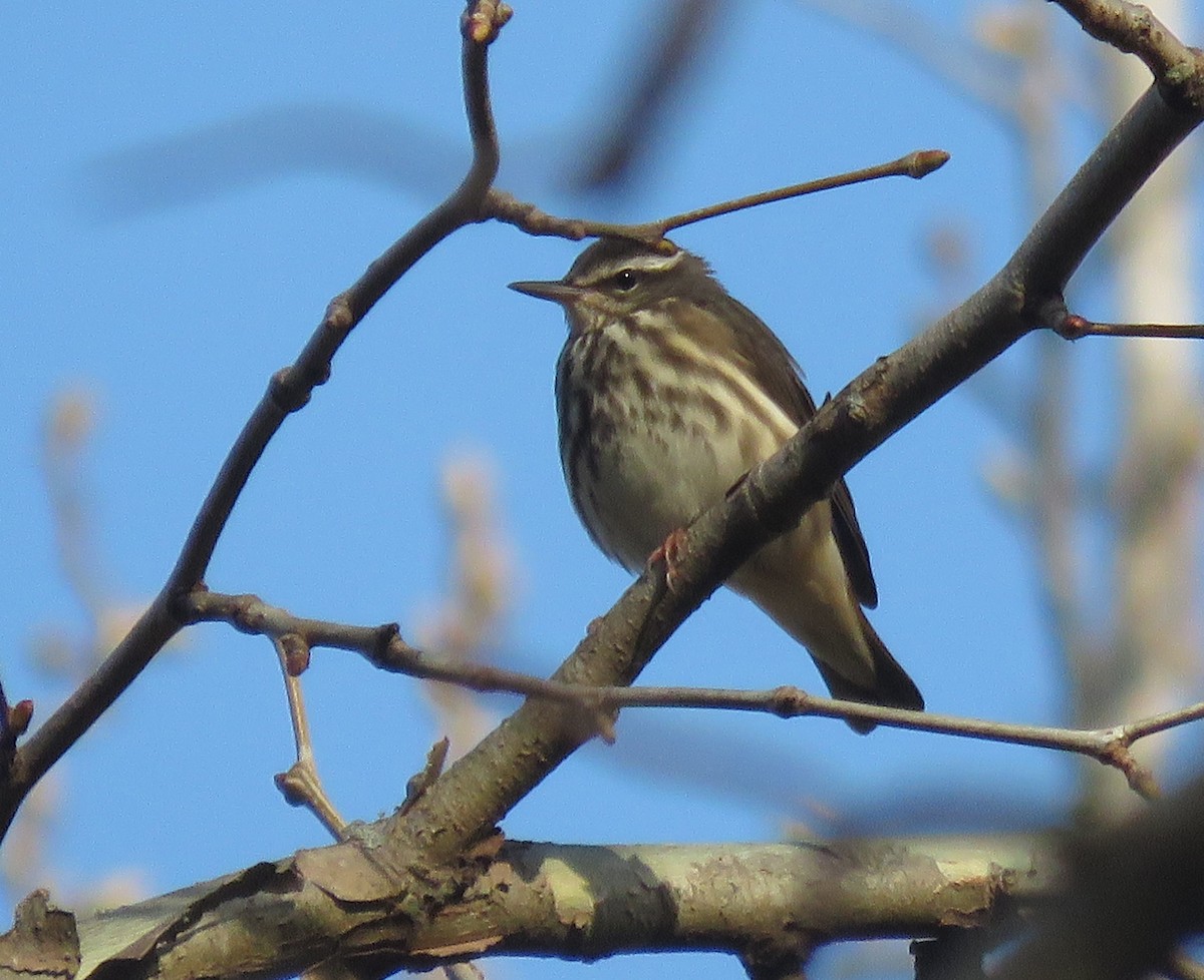 Louisiana Waterthrush - ML429020781