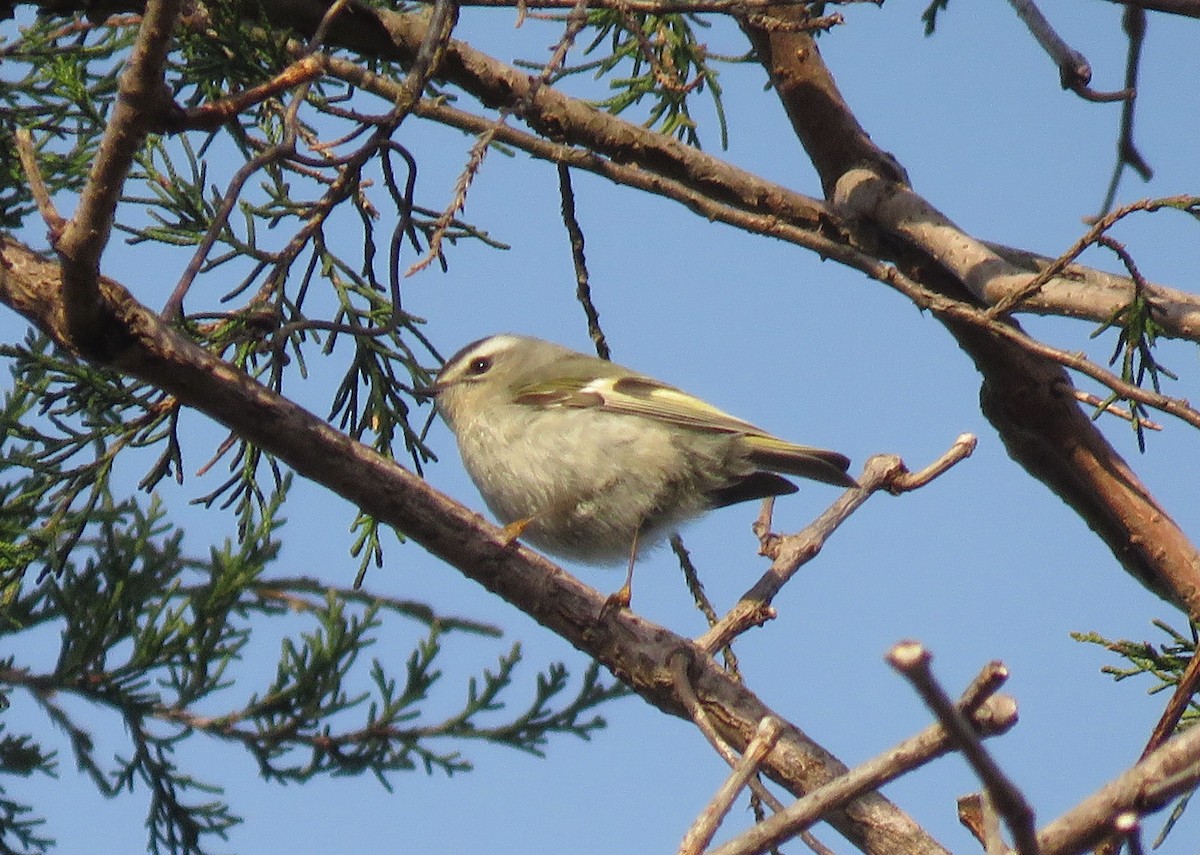 Golden-crowned Kinglet - ML429020821