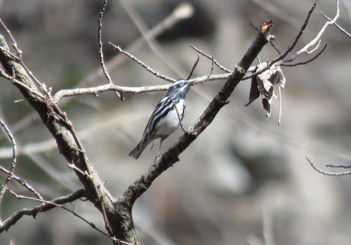 Black-and-white Warbler - ML429021051