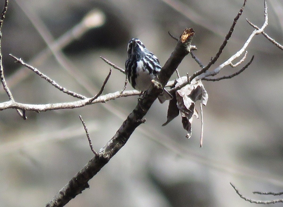 Black-and-white Warbler - ML429021061