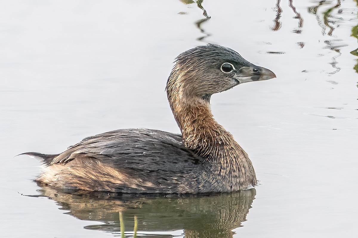 Pied-billed Grebe - ML429022191