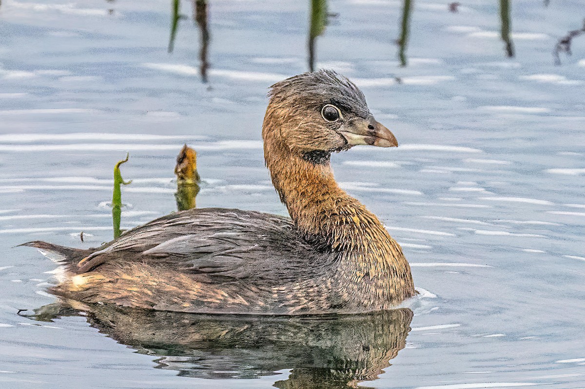 Pied-billed Grebe - ML429022221