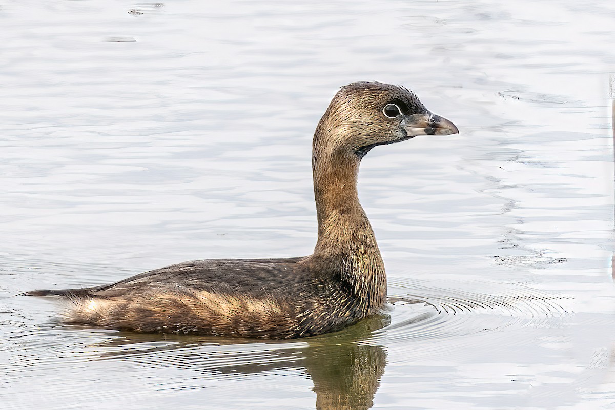 Pied-billed Grebe - ML429022241