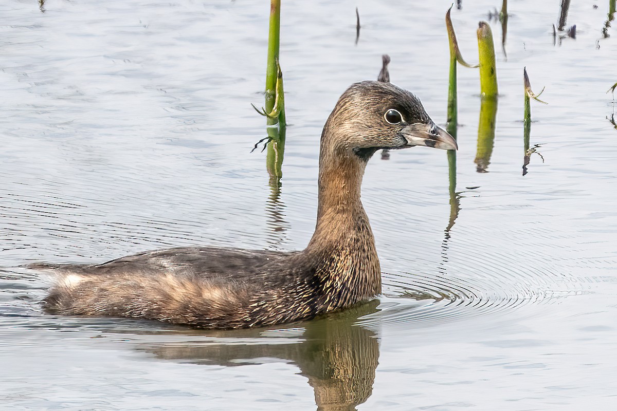 Pied-billed Grebe - ML429022271