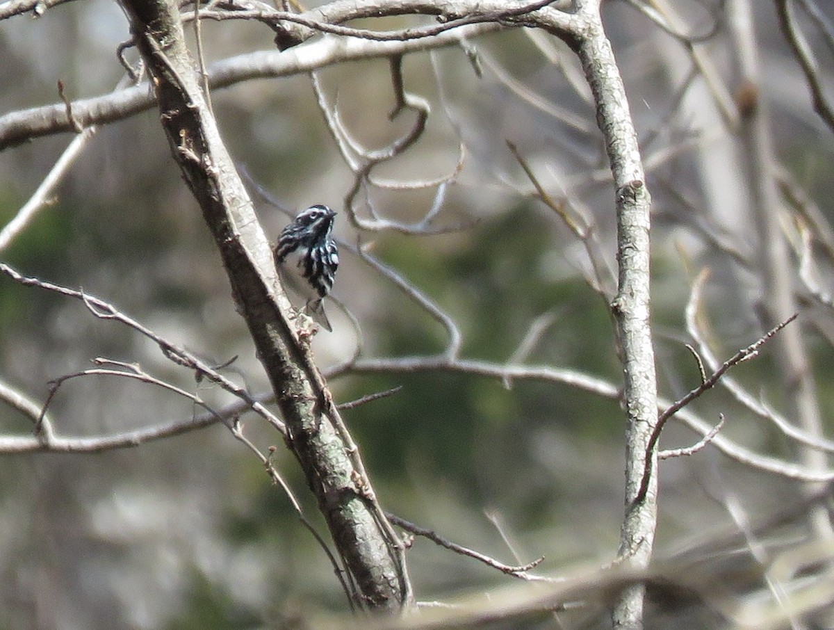 Black-and-white Warbler - ML429022591