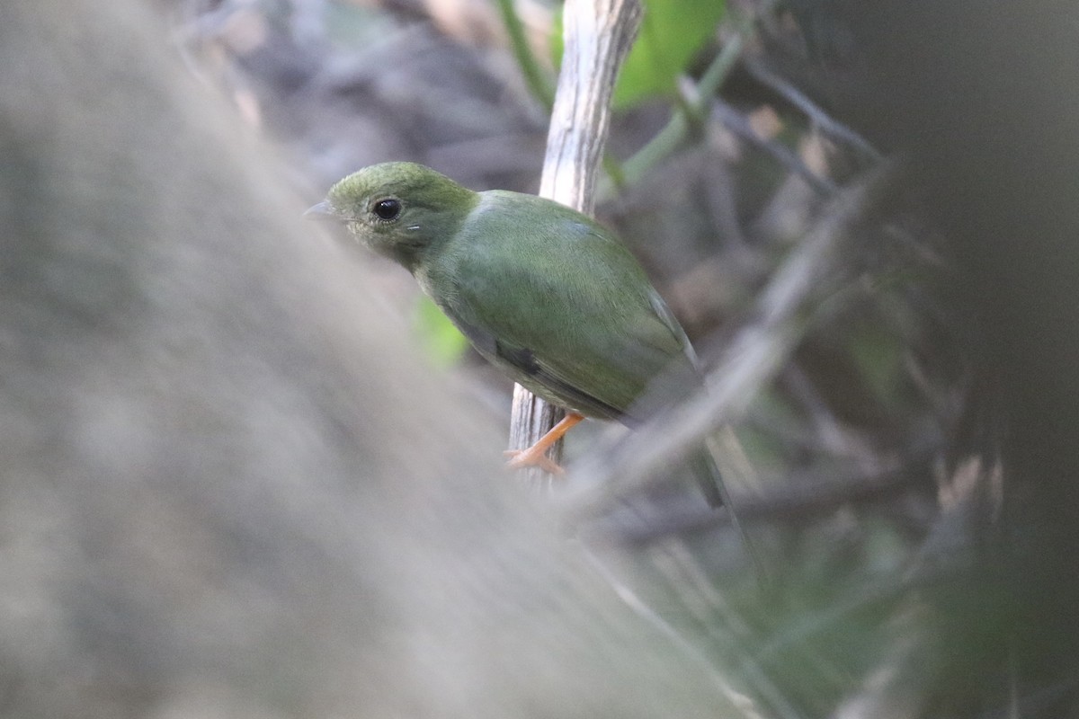 Long-tailed Manakin - ML429026851