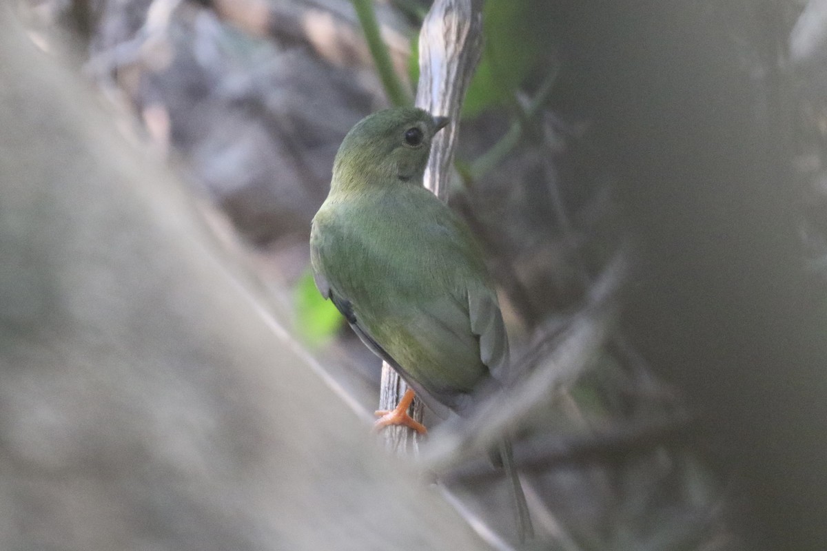 Long-tailed Manakin - ML429026881