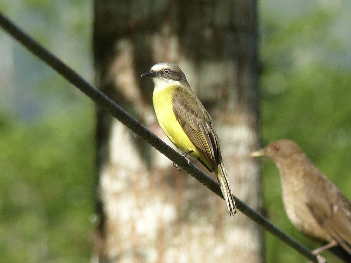 Gray-capped Flycatcher - ML429027831