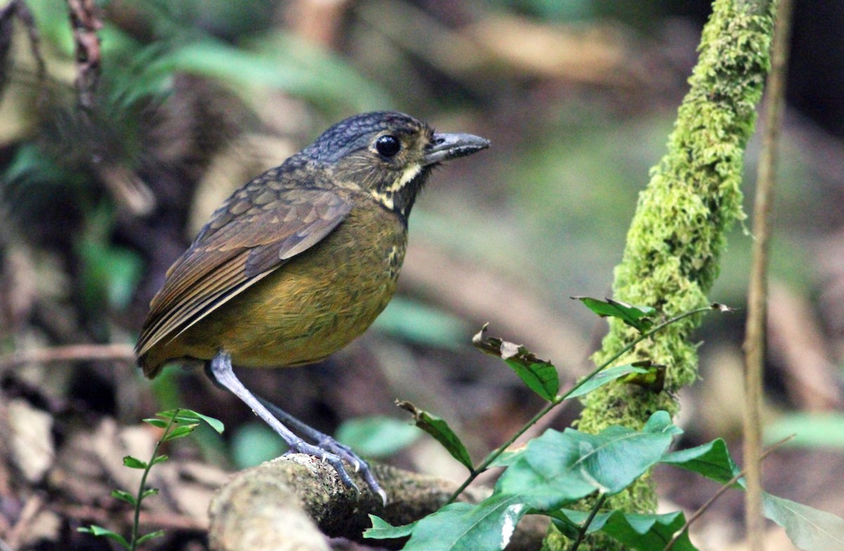 Scaled Antpitta - ML42902801