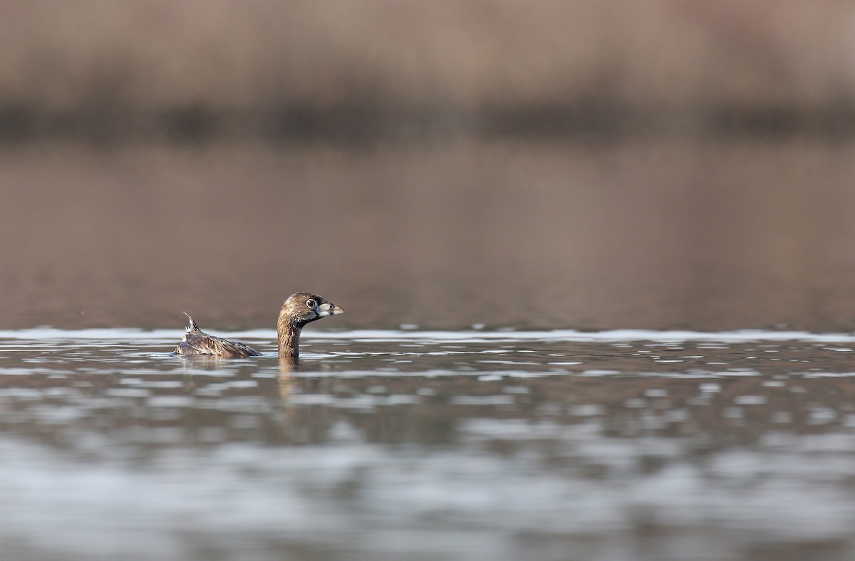 Pied-billed Grebe - Ryan Schain