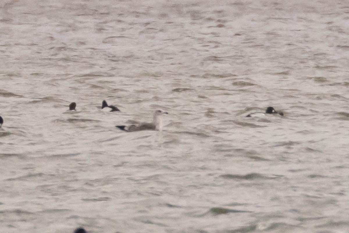 Lesser Black-backed Gull - ML429029731