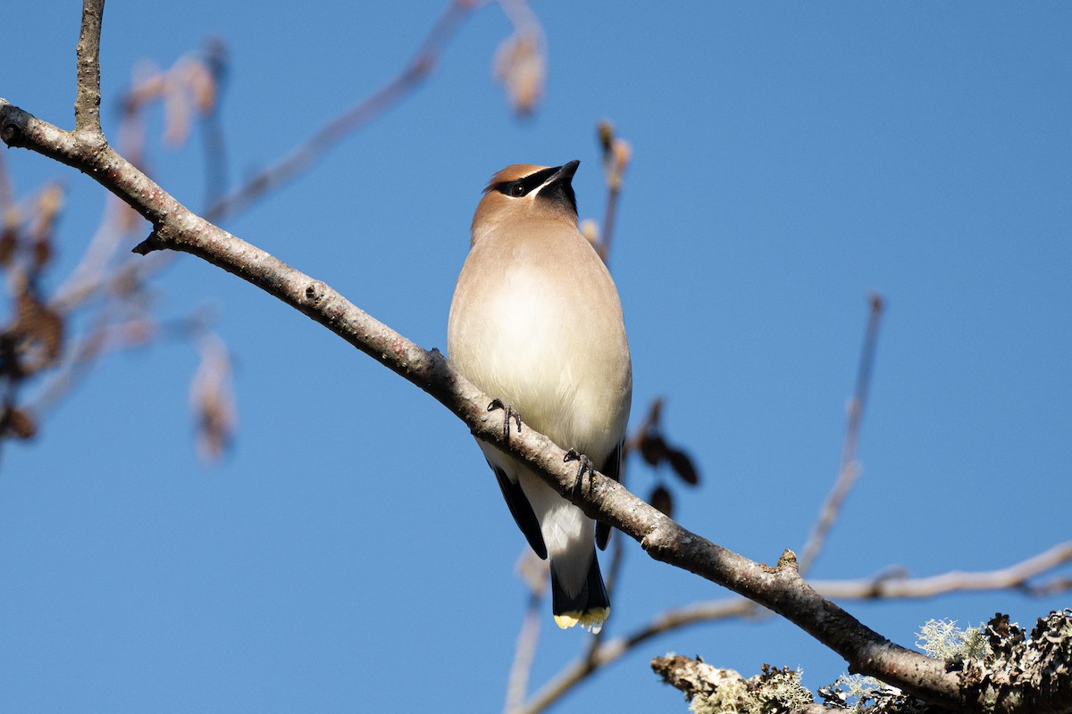 Cedar Waxwing - ML429030231