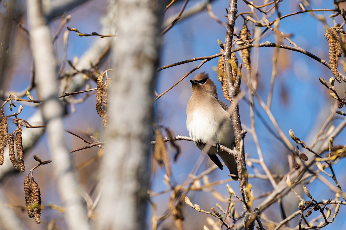 Cedar Waxwing - ML429030251