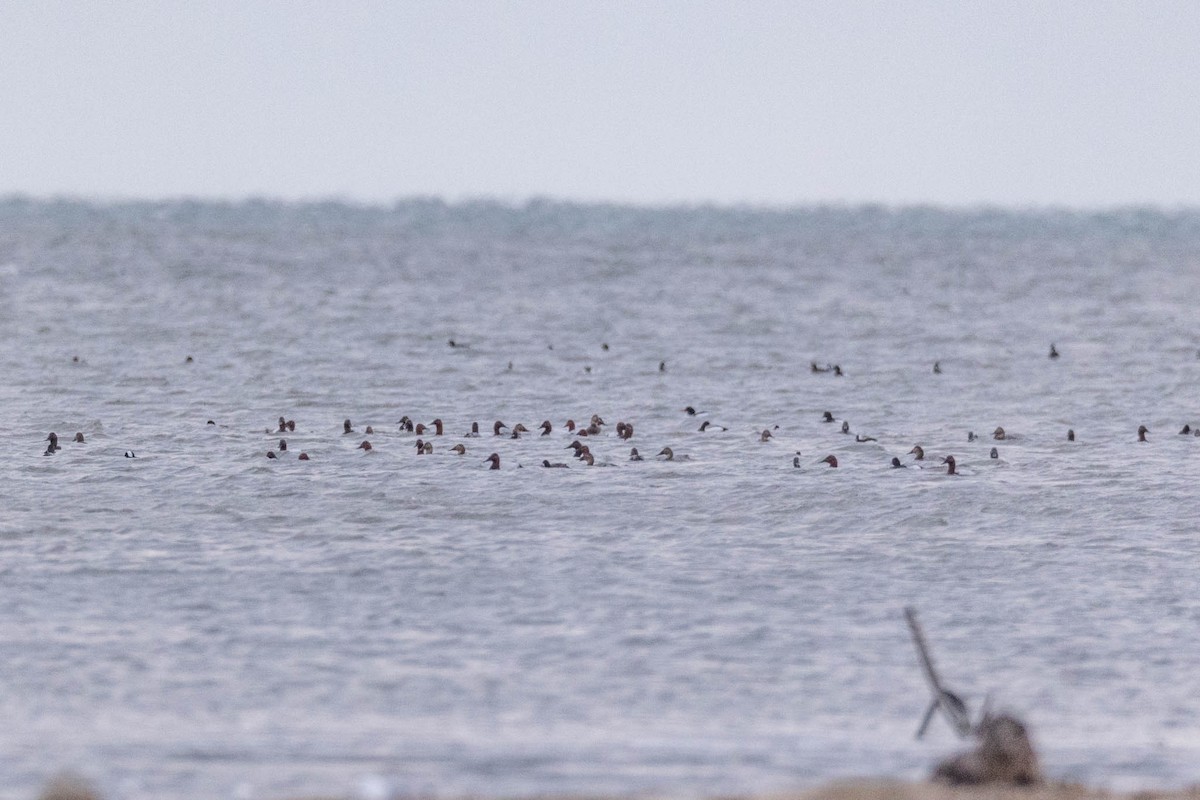 Canvasback - ML429030511