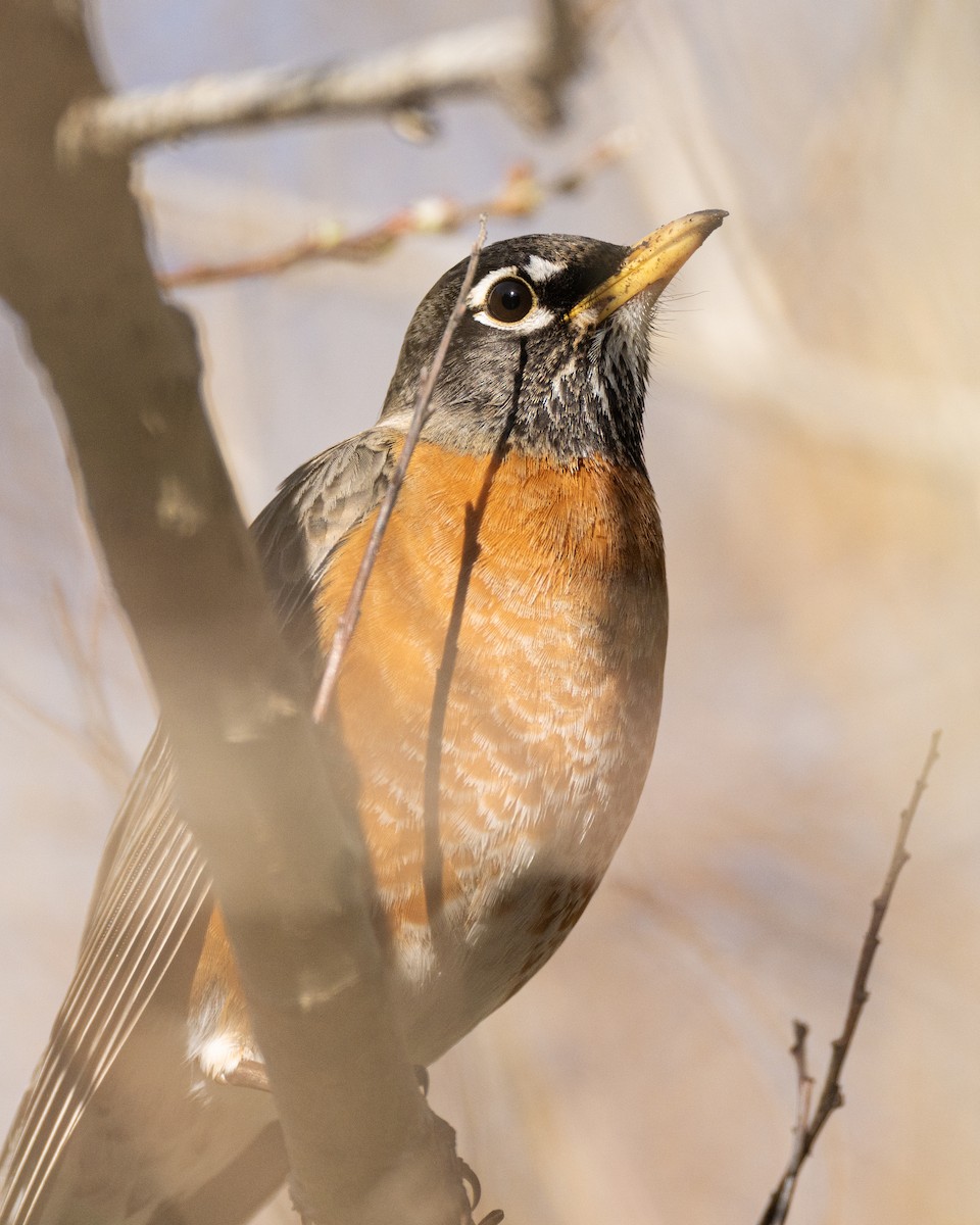 American Robin - ML429030521