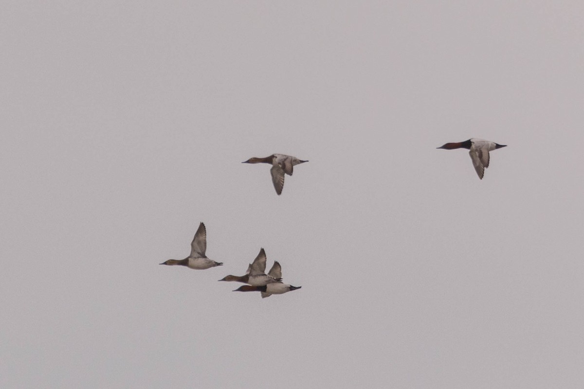 Canvasback - ML429030791