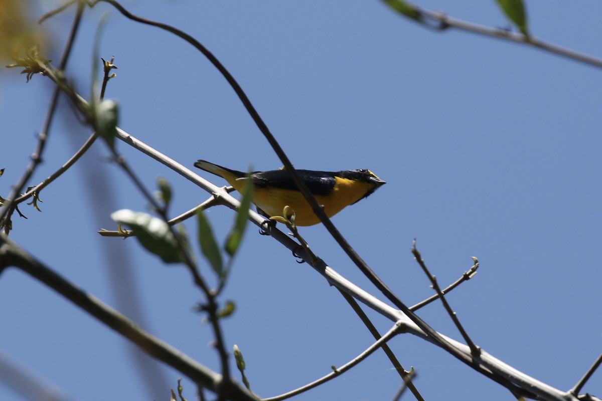 Yellow-throated Euphonia - Colin Dobson