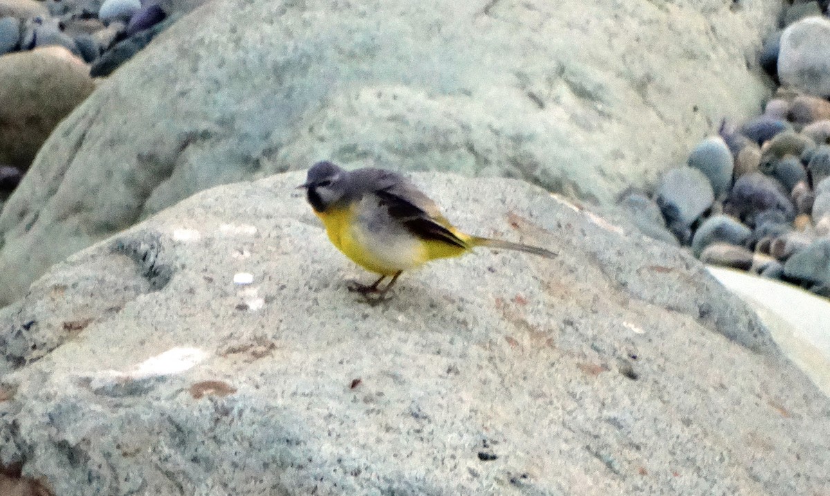 Gray Wagtail - Anonymous