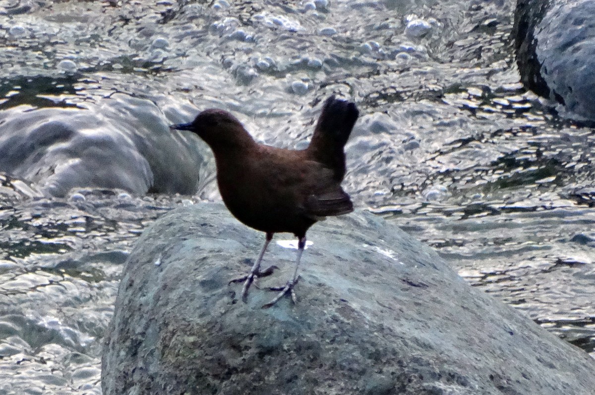 Brown Dipper - Anonymous