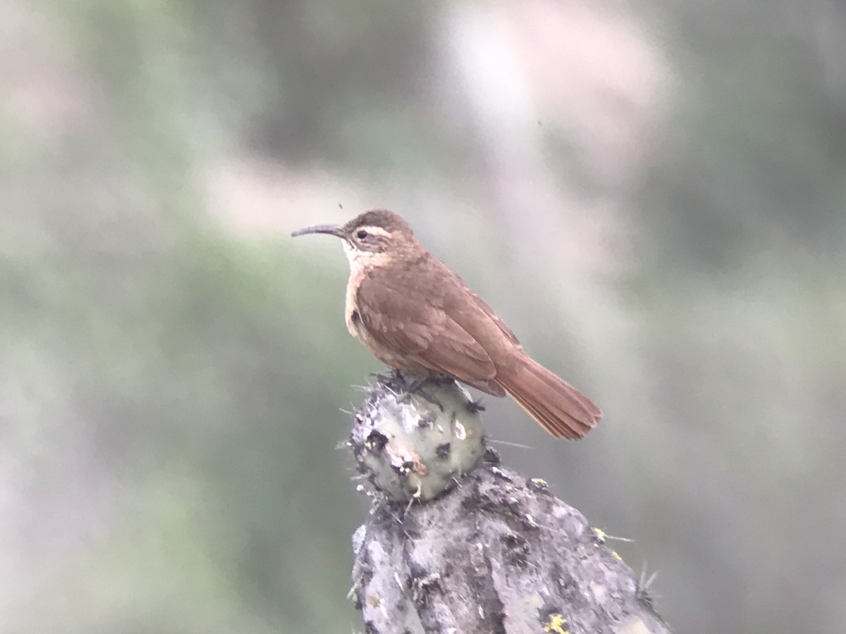 White-throated Earthcreeper - Gustavo Bautista @GUSBIRDING